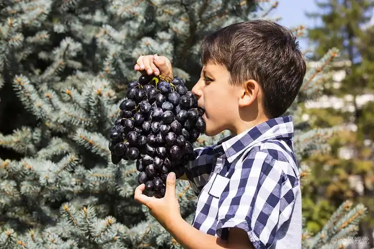 男孩_吃_葡萄_蓝色_自然_图片大全