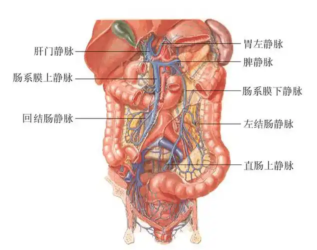 肝门静脉解剖示意图-人体解剖图