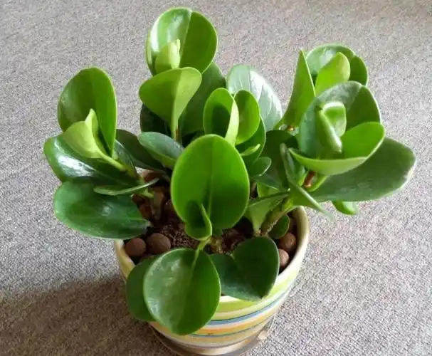 圆叶椒草的养殖方法和注意事项-花晓网