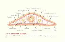 蠕形动物门:涡虫