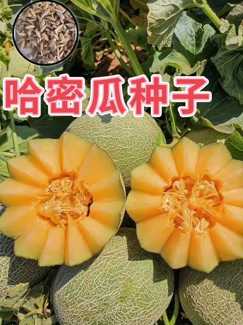 奶香哈密瓜种子,这种哈蜜瓜生长强势,抗病高产,脆嫩多汁,香甜 - 抖音