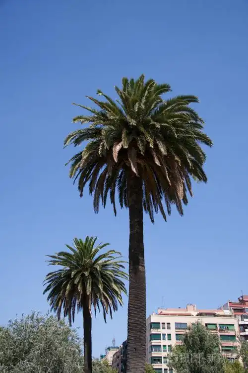 高大的棕榈树