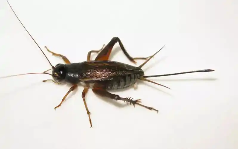 滇西行之二中国油葫芦属一新种白须油葫芦