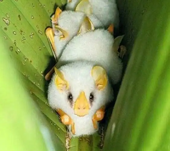 p>洪都拉斯白蝙蝠分布于中美洲的低地,包括 a href="#" data-lemmaid