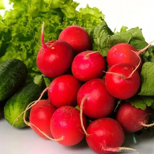 优质种子 杂交种子 红丁萝卜种子