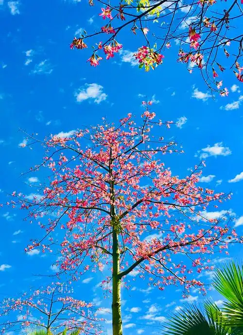 《红花映蓝天》_盛和颜