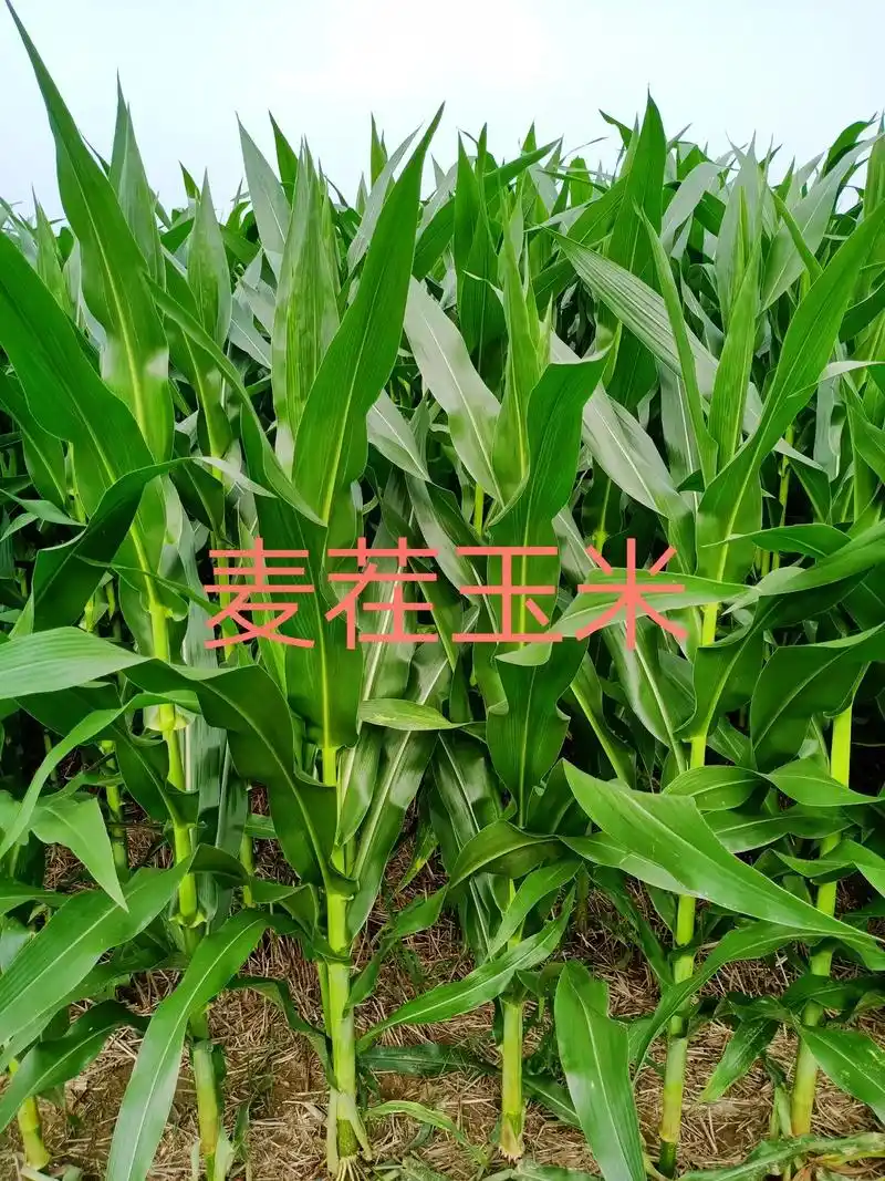 玉米地头随拍,一起种的玉米差距就这么大!