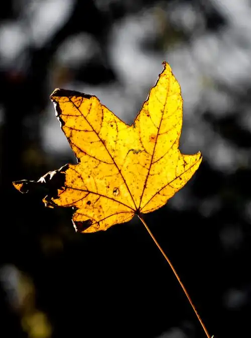 秋叶拍摄|我的13幅图片和创作经历