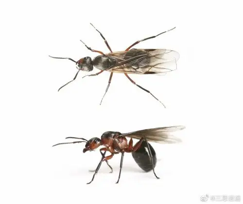 最近英国正婚飞的黑蚂蚁遮天蔽日干扰了卫星天气预报