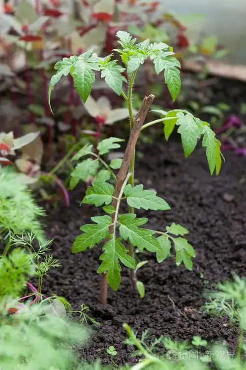 年轻的番茄幼苗