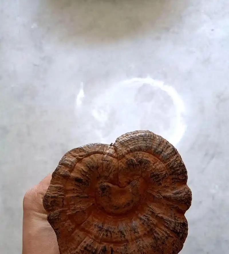 这是千年的灵芝吗?