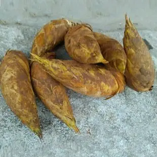 新鲜冬笋现挖 鄞州四明山山区高海拔高山绿色生态农货 宁波土特产