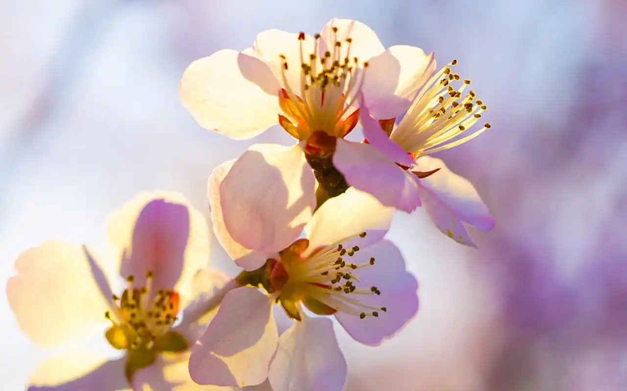 优雅的山桃花唯美高清桌面壁纸