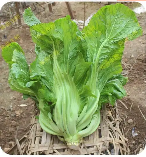 fghgh 芥菜 新鲜大叶青 青菜 腌制酸菜泡菜 农家蔬菜 5斤【图片 价格