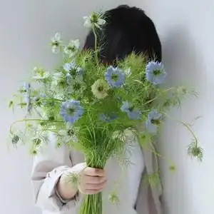 上海直发鲜花速递黑种草  江浙沪皖2扎顺丰包邮花艺 家用艺术插花