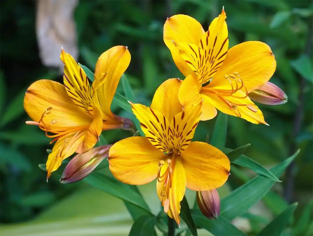 六出花淡雅大方家中栽种需要注意哪几点