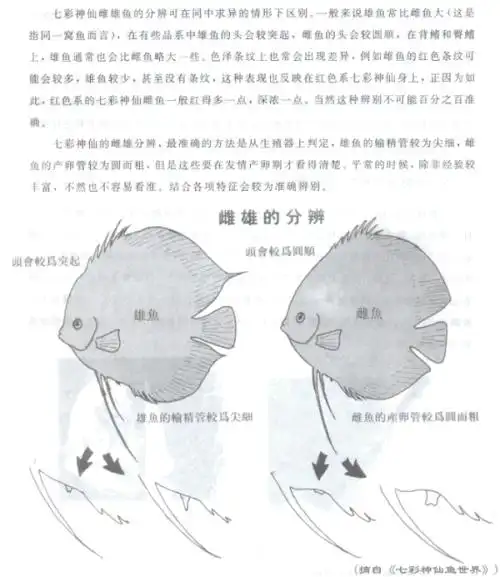 如何分别七彩神仙鱼的公母