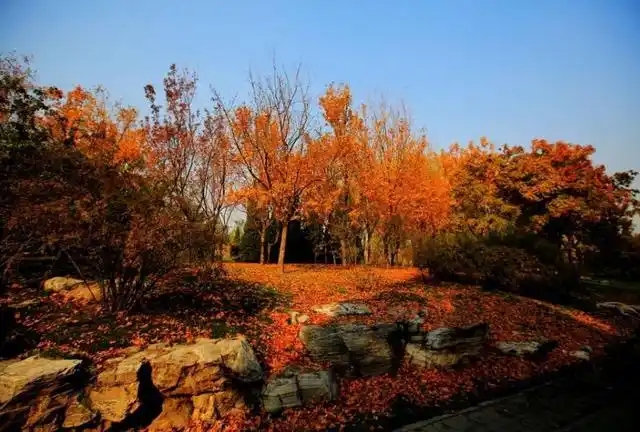 北京的秋天美得不似人间