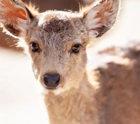 谷主带水光的小鹿眼好吸引人
