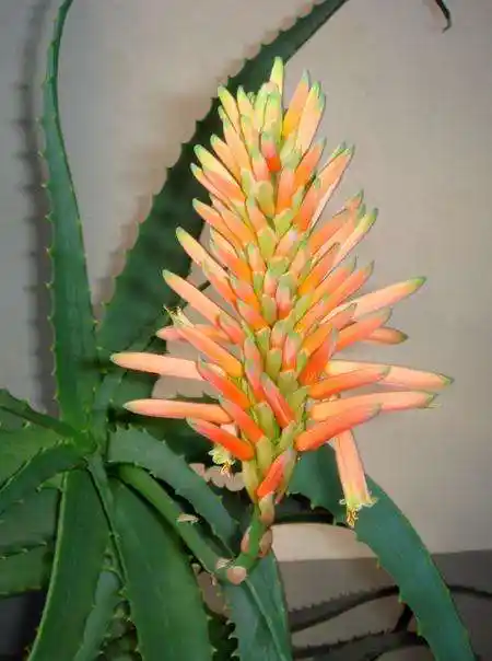 594,七绝·龙爪花 ——百花之九十七