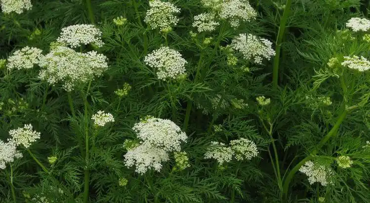 这种药草叫"蛇床",它是皮肤瘙痒癣症的克星,你认识它吗