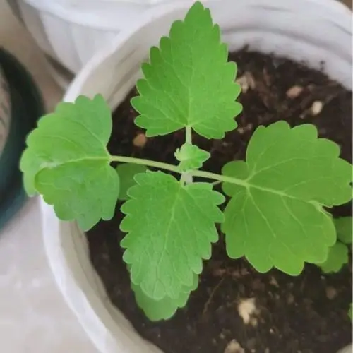 阳台种棵藿香,摘片闻闻就神清气爽!