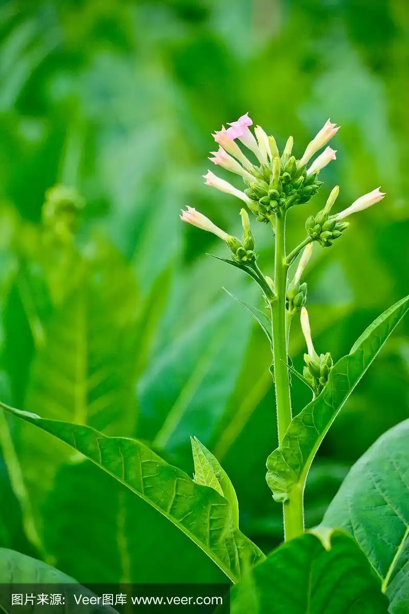 特写泰国的绿色烟草花