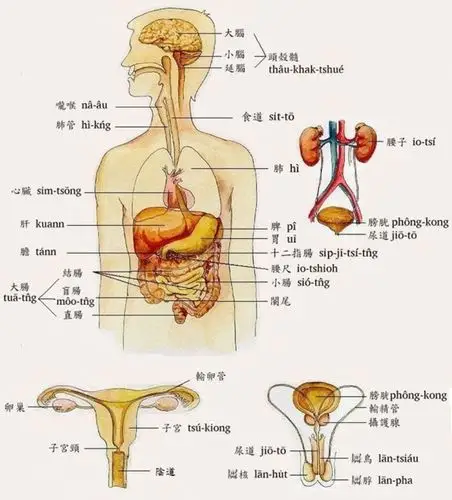 越"软"越健康的五个身体部位机密,你知多少?