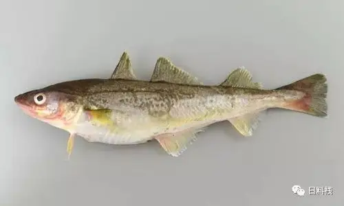 鳕鱼 | 下雪的时候,一定不要错过这种鱼