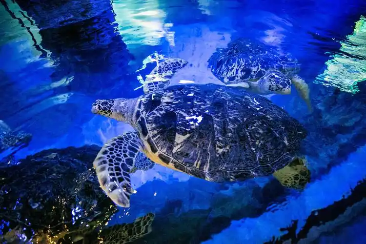 【烟台验客】这个夏天,故事从烟台开始