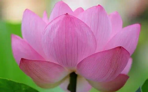 描述: 粉红色的莲花微距-植物高清壁纸 当前壁纸尺寸: 1440 x 900