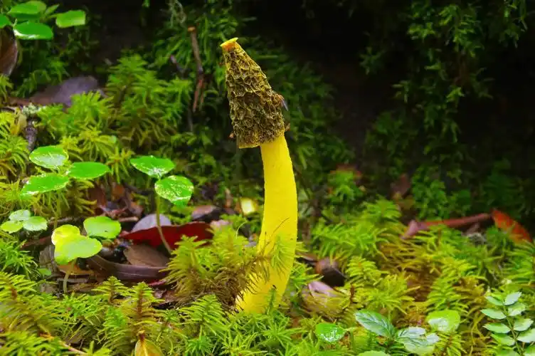 细黄鬼笔为鬼笔目,鬼笔科,鬼笔属.