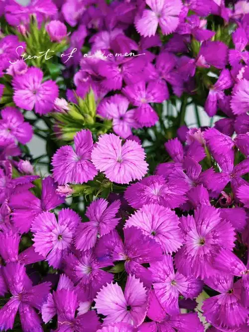 石竹梅喜欢这个颜色79