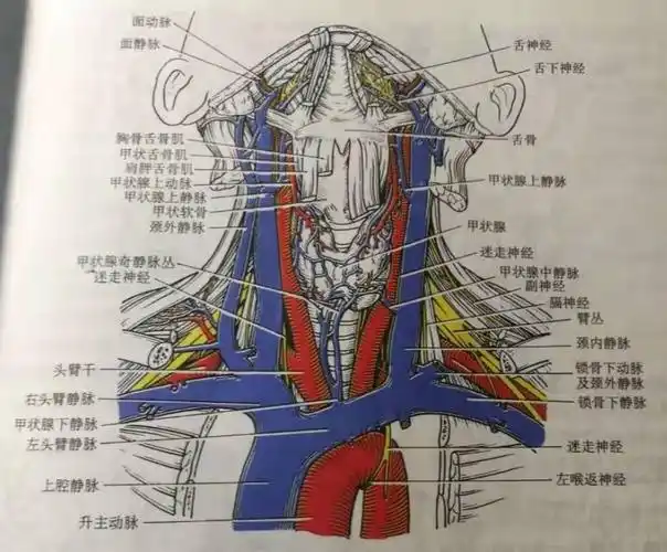 颈段食管癌的"恩怨情愁"连载1_食道癌_介绍_治疗方式 - 好大夫在线