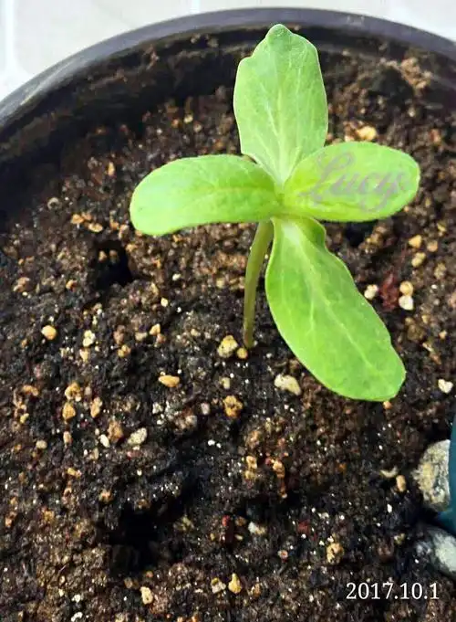 希望能长成最后一张图片这样,结出葵花籽[调皮]幼苗长出花苞,小小的