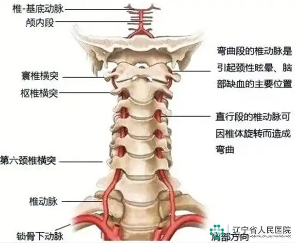 新闻中心 健康科普 > 正文6,5椎体前方,从c4-5椎间隙进入了横突孔