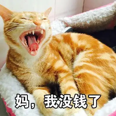 萌宠猫星人妈我没钱了难受呆萌可爱gif动图_动态图_表情包下载_soogif