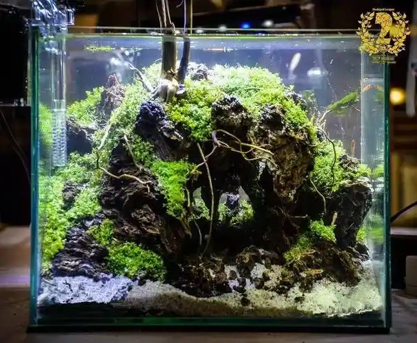 印度尼西亚小草缸造景比赛40个作品欣赏