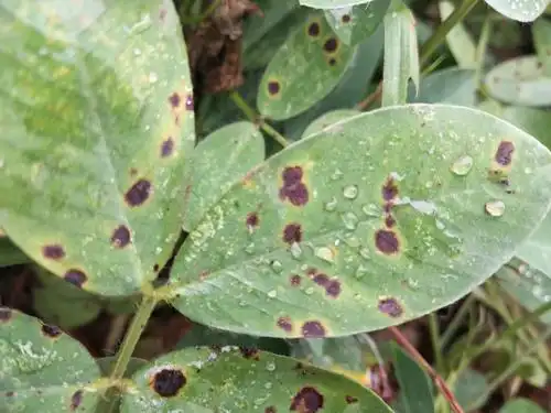 主要为害花生叶片,初为褪绿小点,后扩展成近圆形或不规则形小斑,病斑