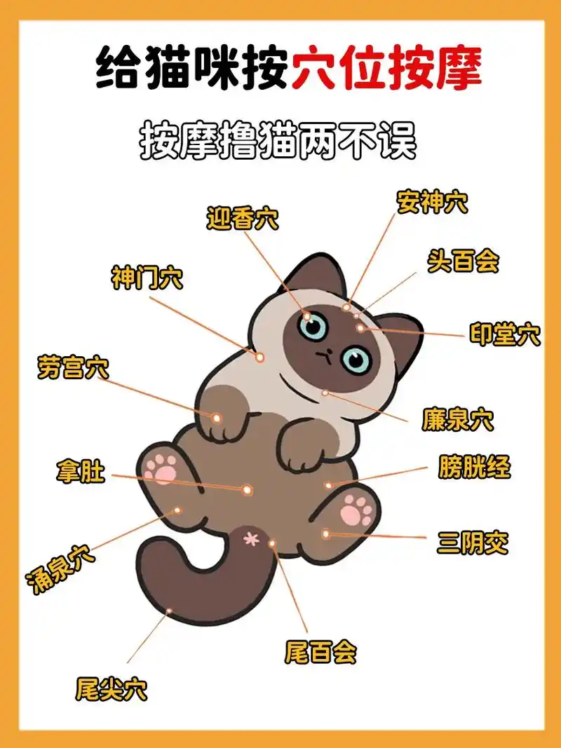 🐱猫咪按摩图丨按摩撸猫两不误😃.#养猫经验分享 #新手养 - 抖音