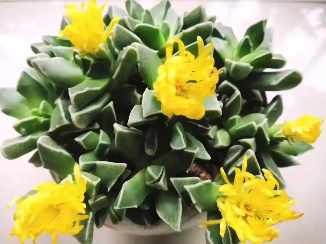 家里窗台上养的多肉开花集锦,依次为:四海波(韩货),龙角