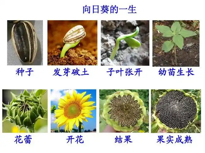 向日葵的一生 种子 发芽破土 子叶张开 幼苗生长 花蕾 copyright 2004
