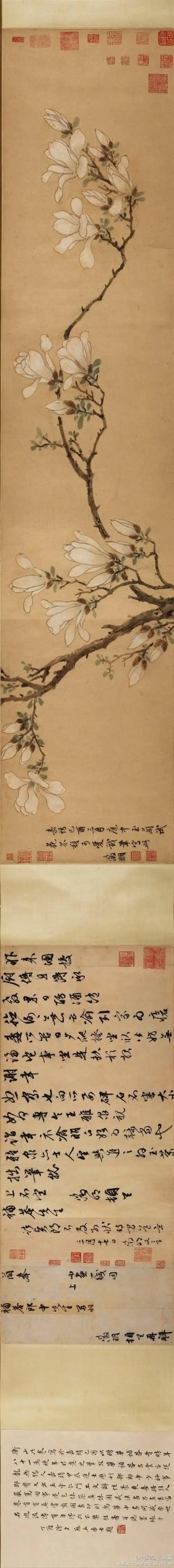 明代 文征明 《玉兰图》 卷,纸本设色.