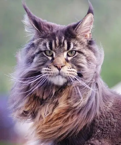 大王来巡山,给朕跪下!