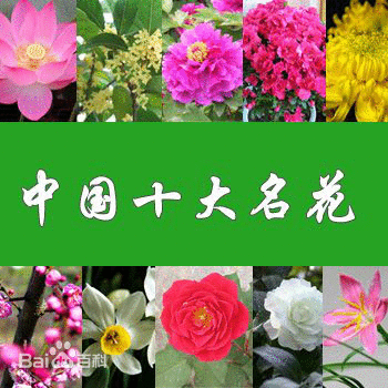 要做一个真正的女孩子先从了解花开始