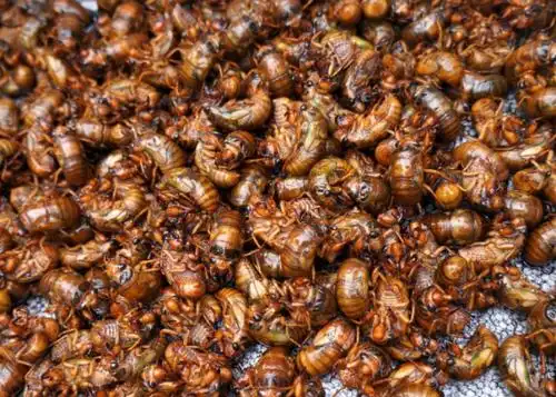 综上几点,笔者认为5年后,不可能吃绝种的