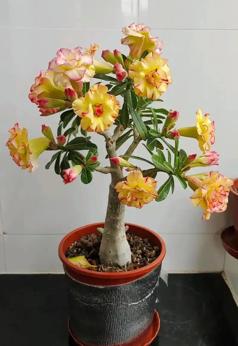 爆花的沙漠玫瑰,真漂亮,品种钗头凤