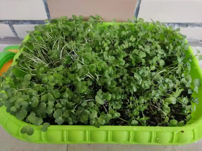 【小白菜成长记】