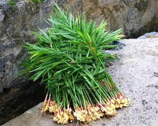 生姜优质高产栽培关键技术