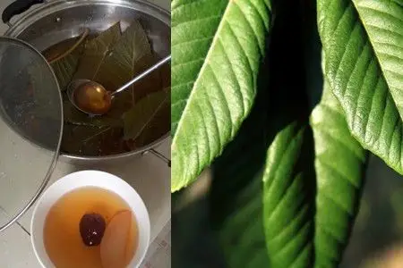 【图】详解枇杷叶煮水的副作用 原来并不是所有人都适合饮用它